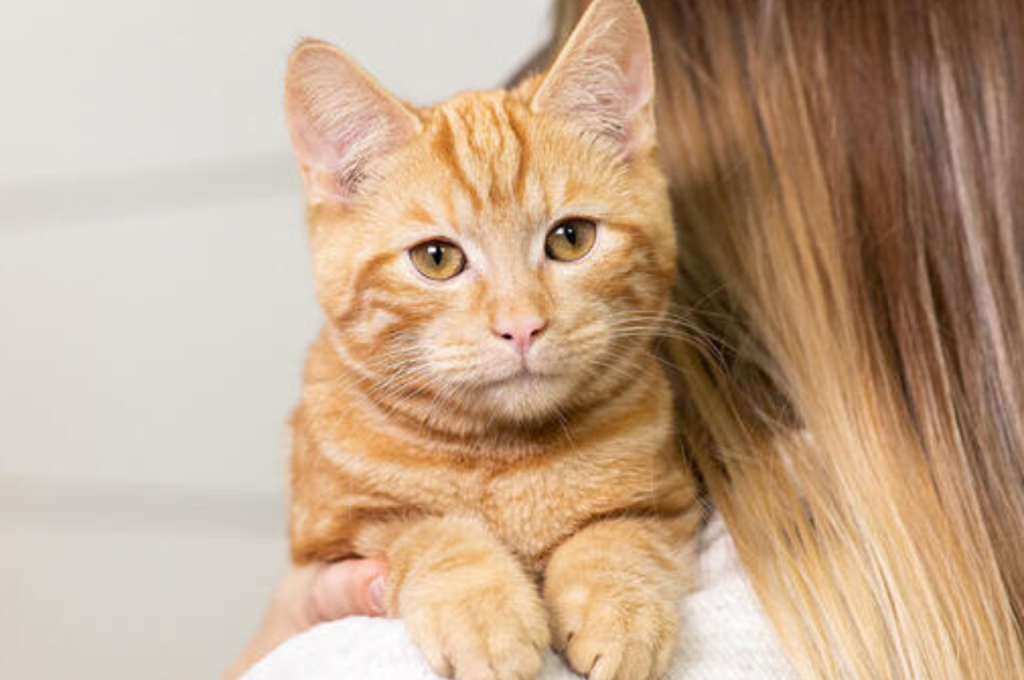 Facial recognition in cats