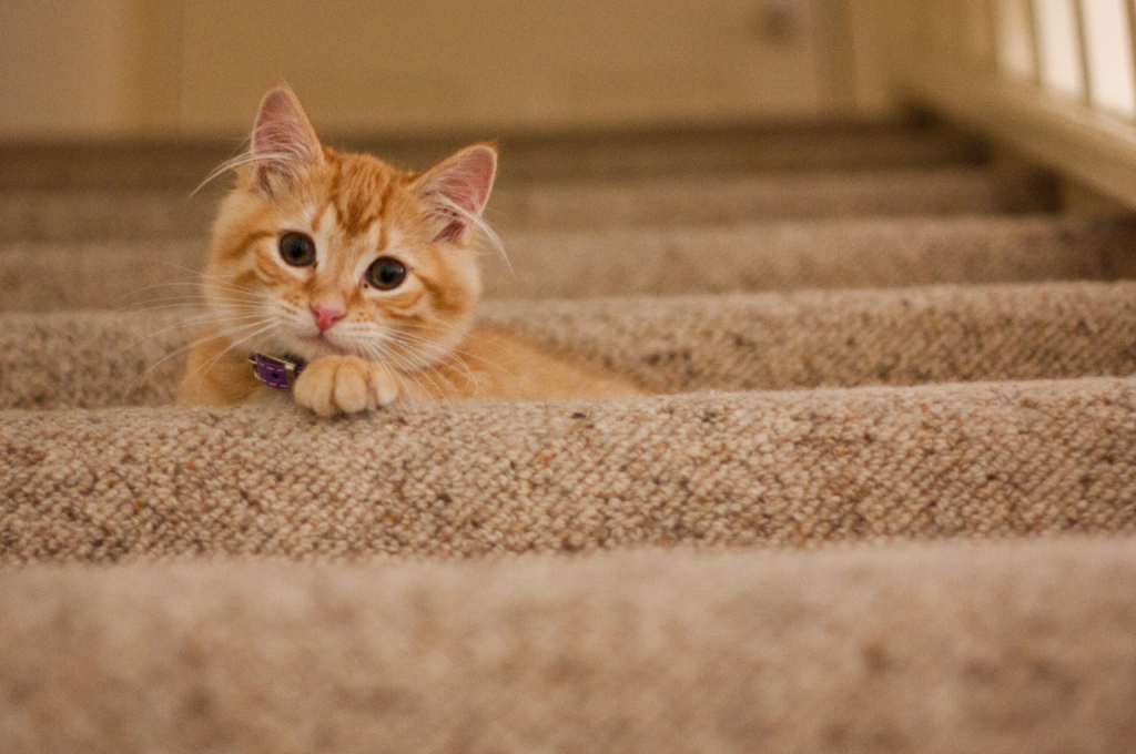 Do cats understand their charm?