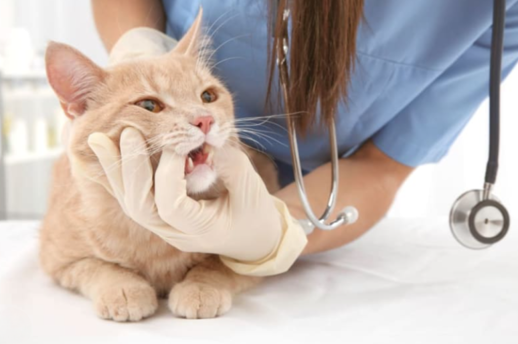 Is it safe for cats to eat noodles?