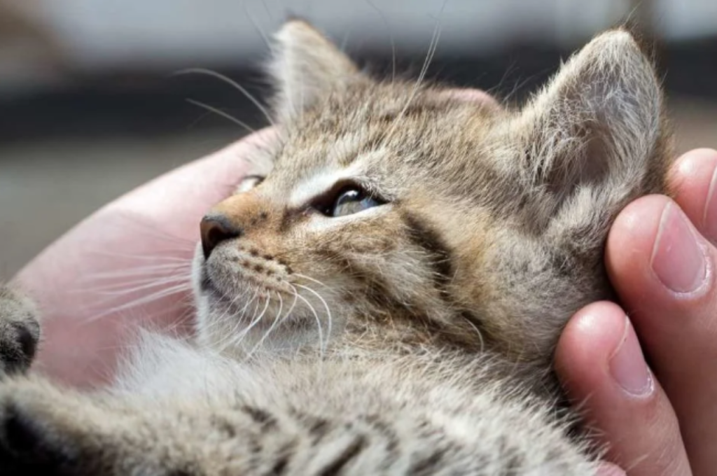 Feline response to human crying