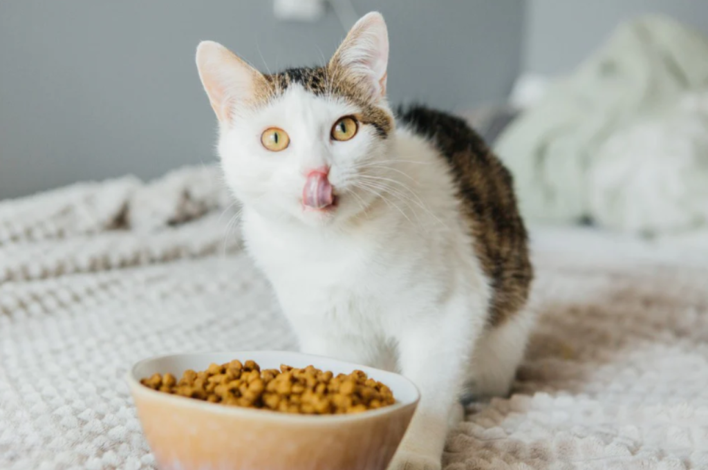 Cats' food temperature preferences