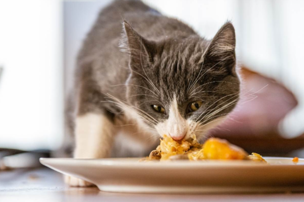 Raw chicken consumption by cats