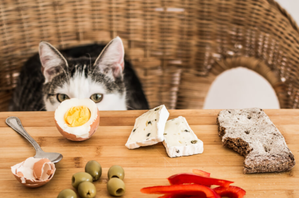 https://catkitstories.com/cats-eat-sugar/