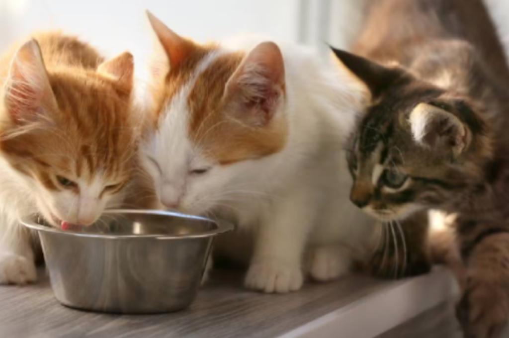 Safety of raw meat for cats
