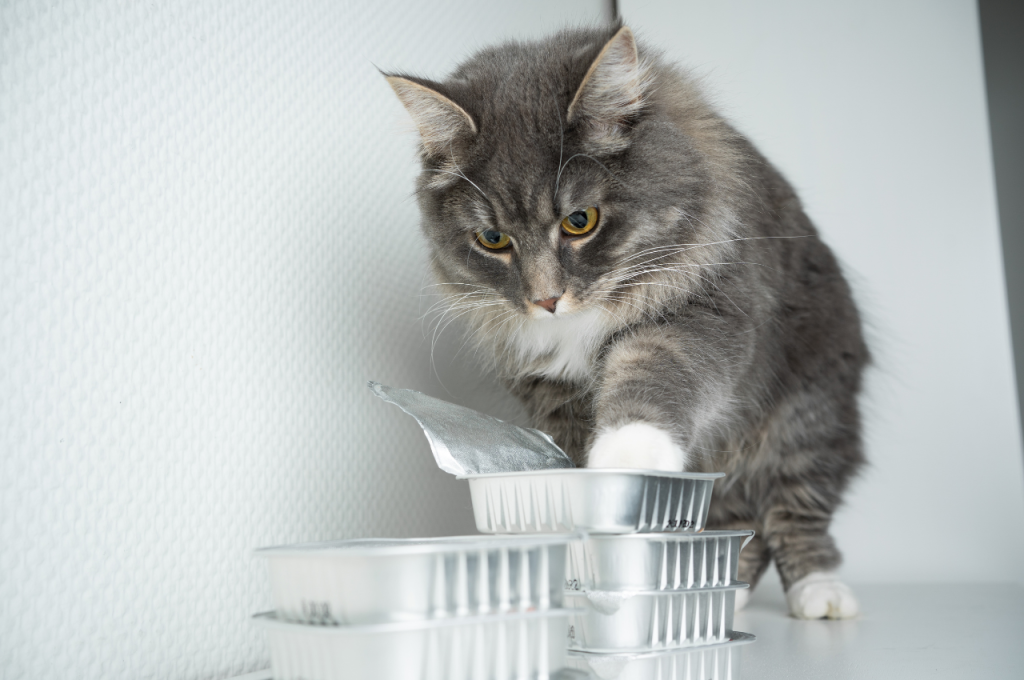 Cats and spicy cuisine