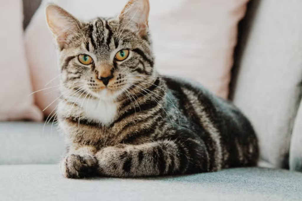 Mistakes to avoid with cats