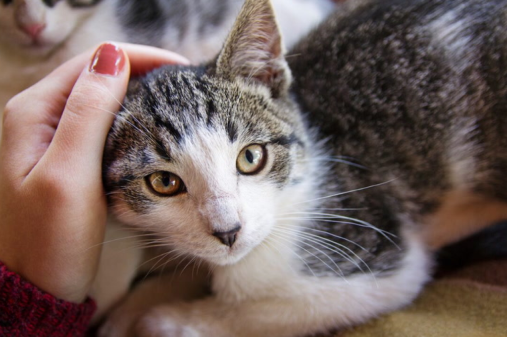 Cat-human bonding dynamics
