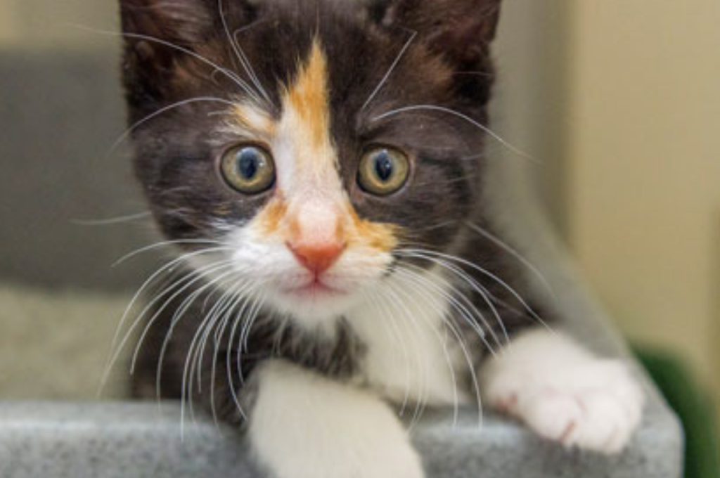 Understanding feline behavior