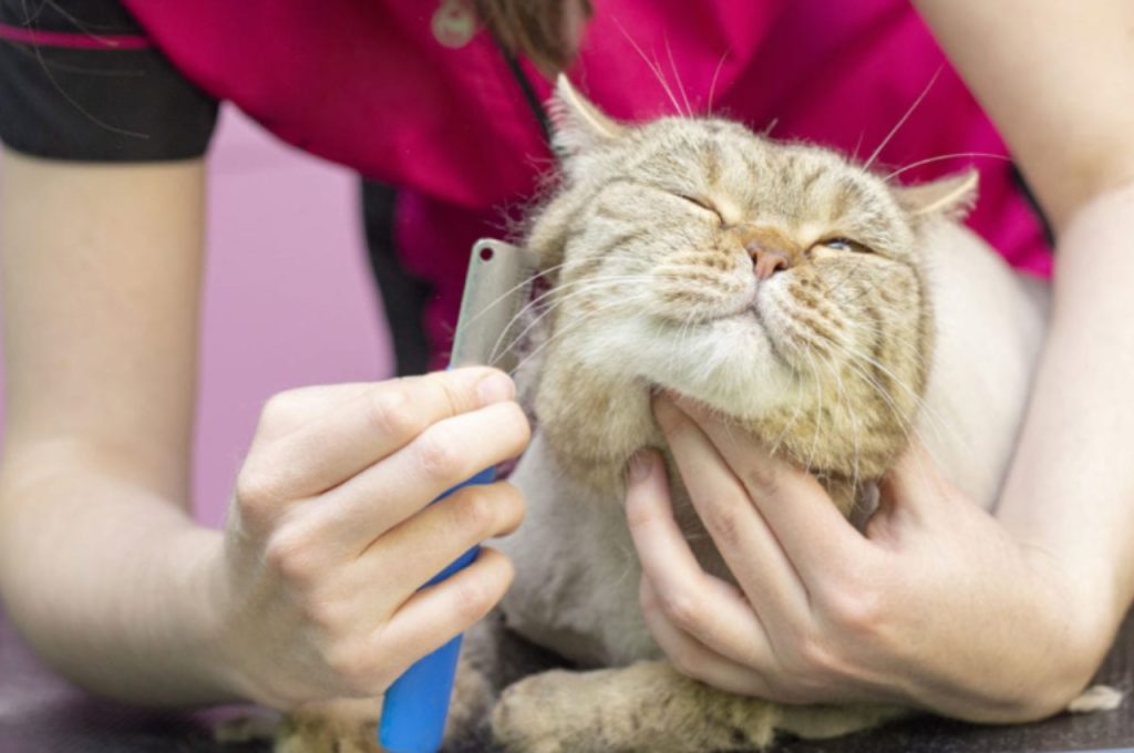 Alternatives to kissing cats