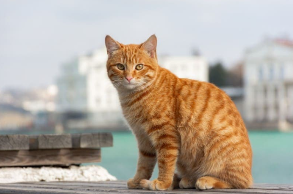 Most attractive cat breeds