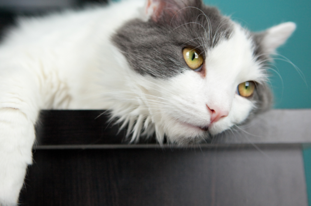 Cat sensitivity to emotions