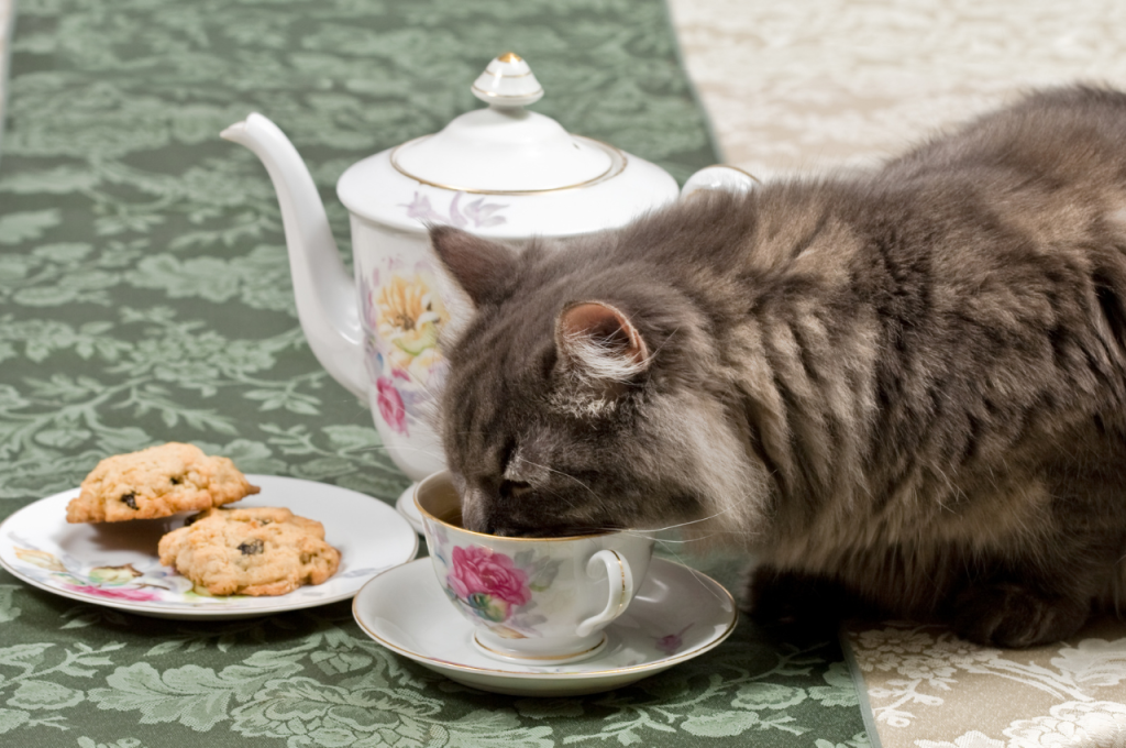 Drinks cats avoid