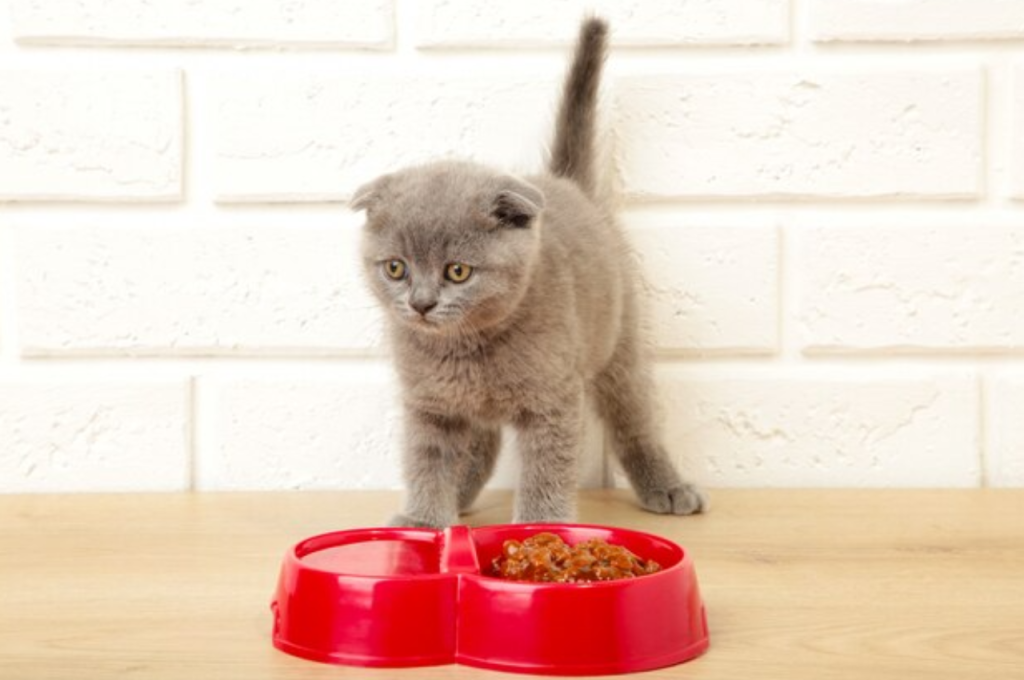 Best food for baby cats