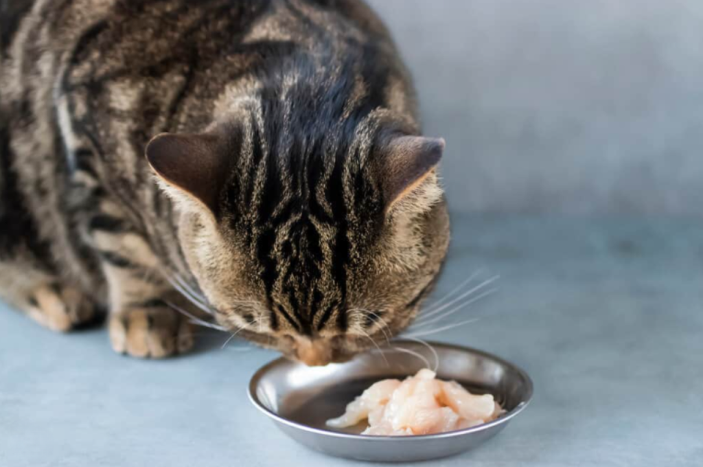 Raw chicken diet for cats