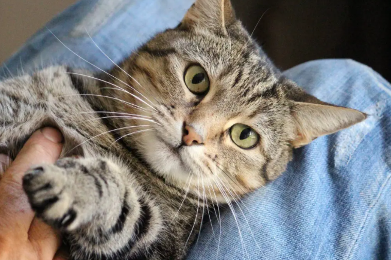 Do cats think we're cats?