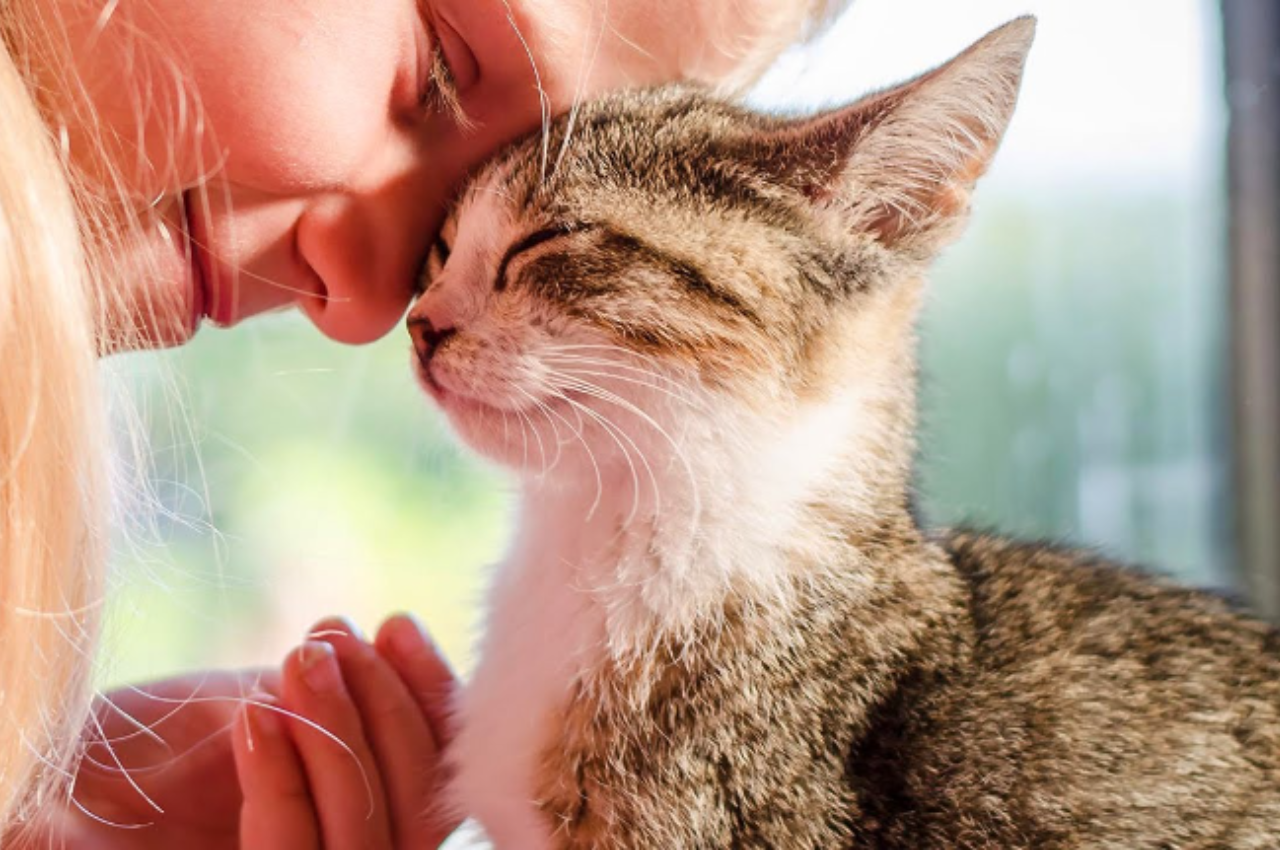 Do cats feel romantic love?