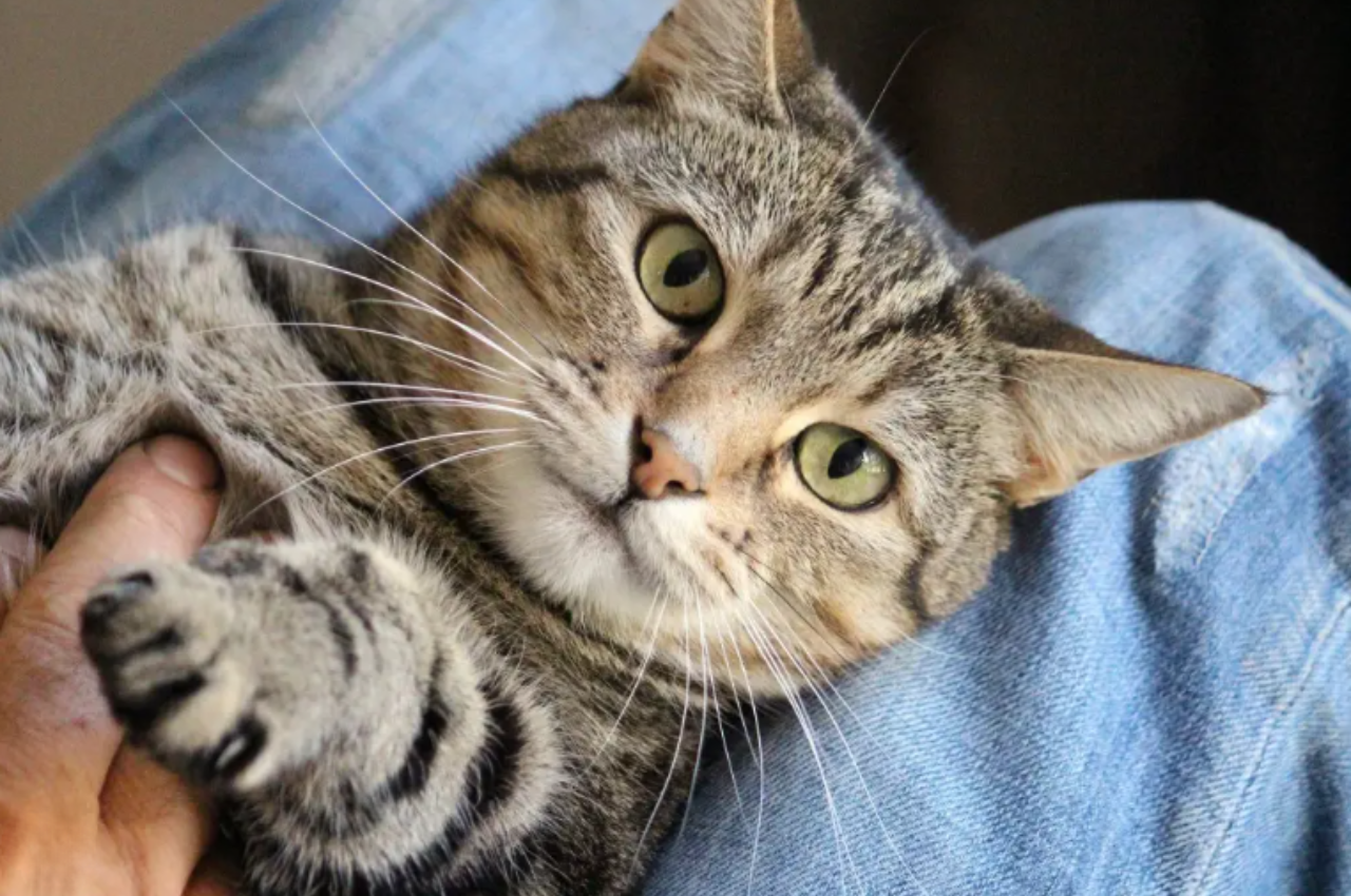 How loyal are cats?