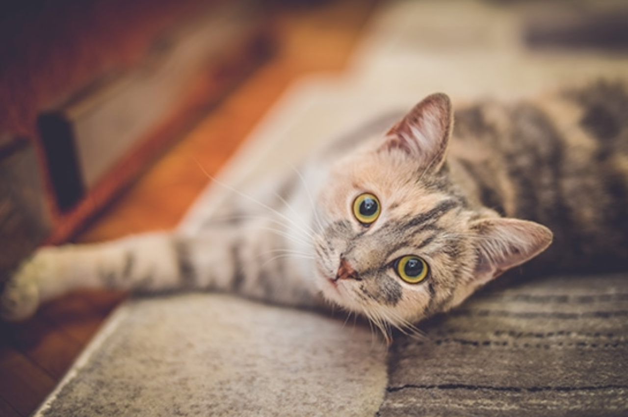 Will my cat forget me after 2 weeks?