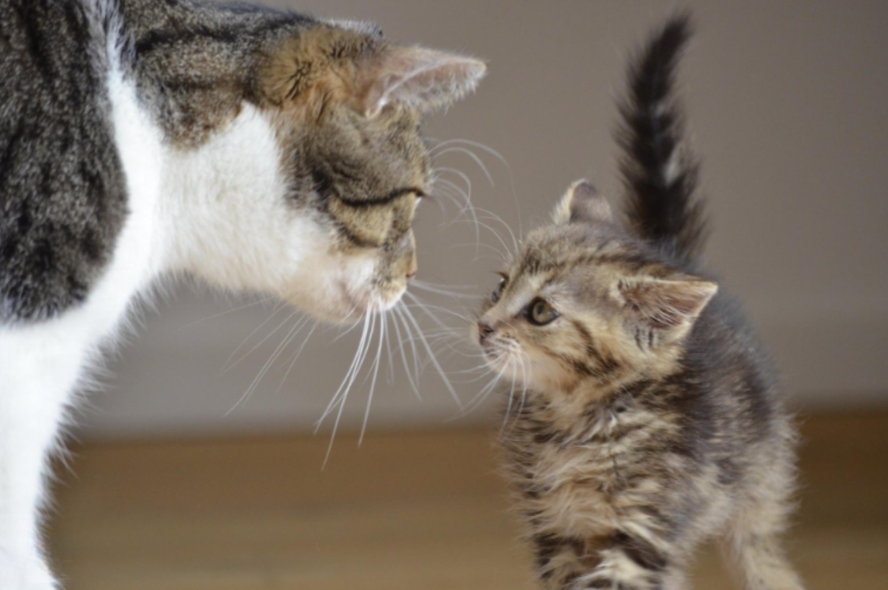Do cats recognize their siblings?