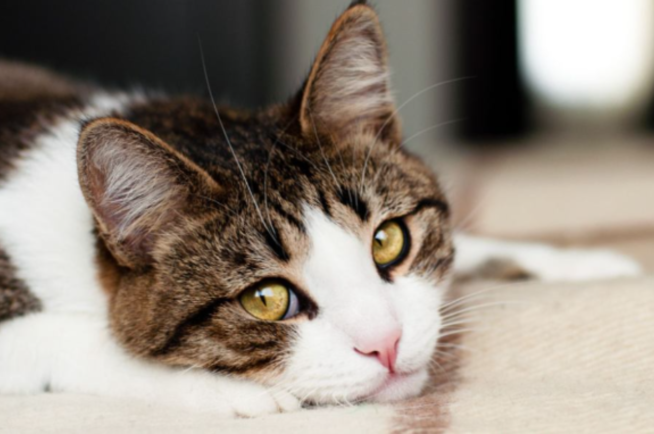 How do I know if my cat is sad?