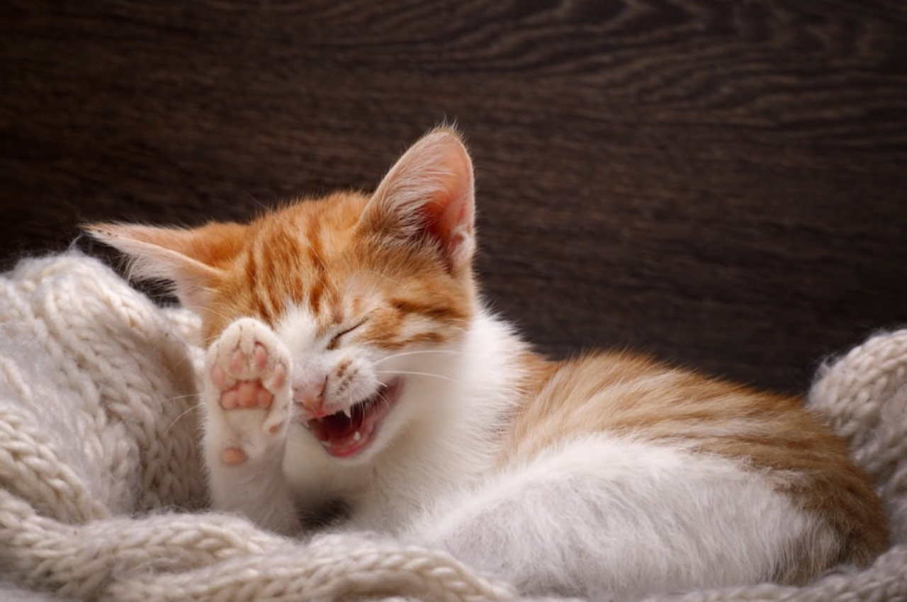 What makes cats laugh?