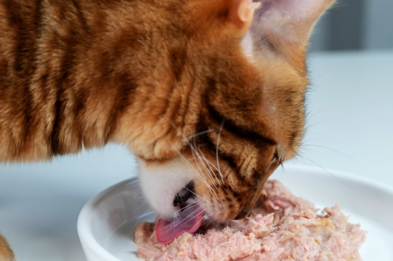 Is tuna or chicken better for cats?