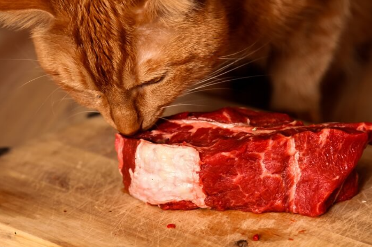 Which meat is best for cats?