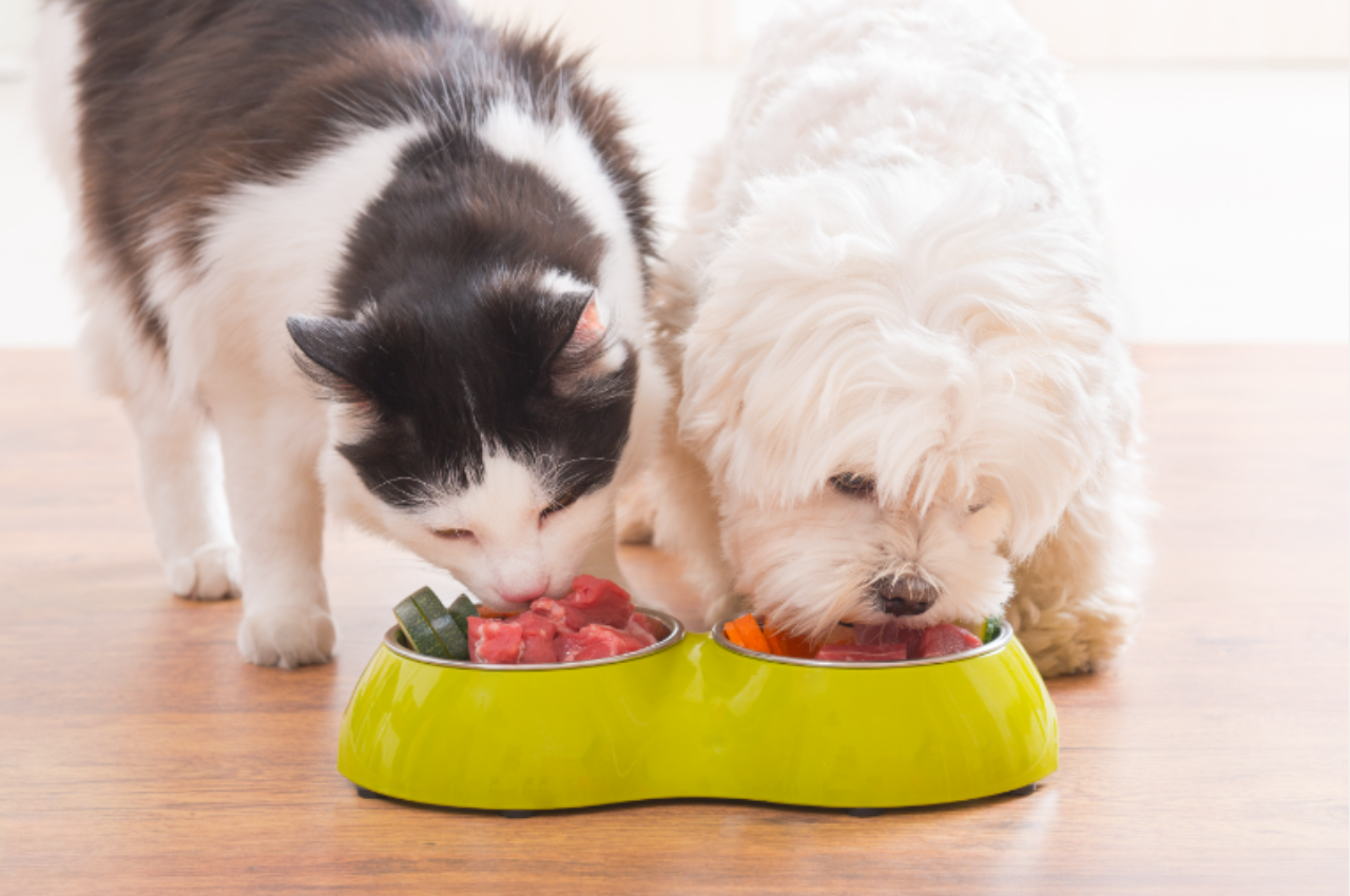 Is 100% meat good for cats?
