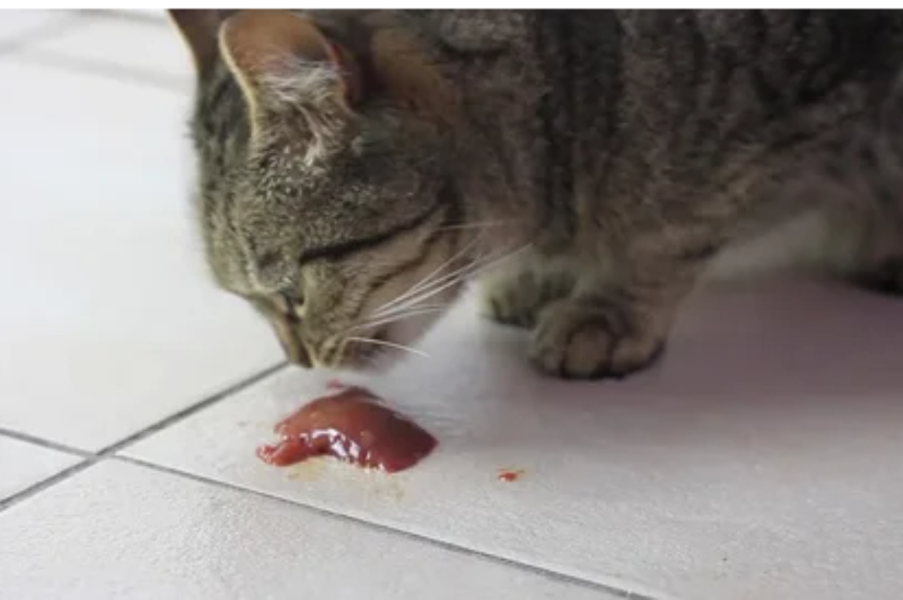 Is liver good for cats?