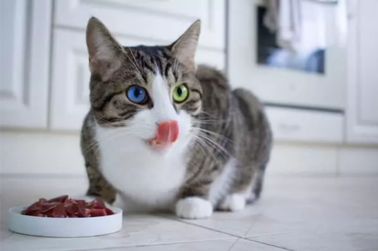 Is heart good for cats