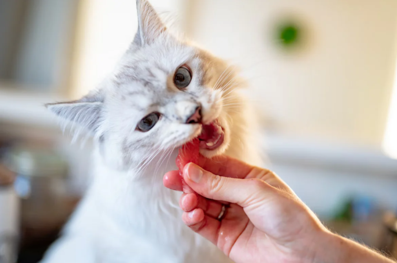 Is beef liver good for cats