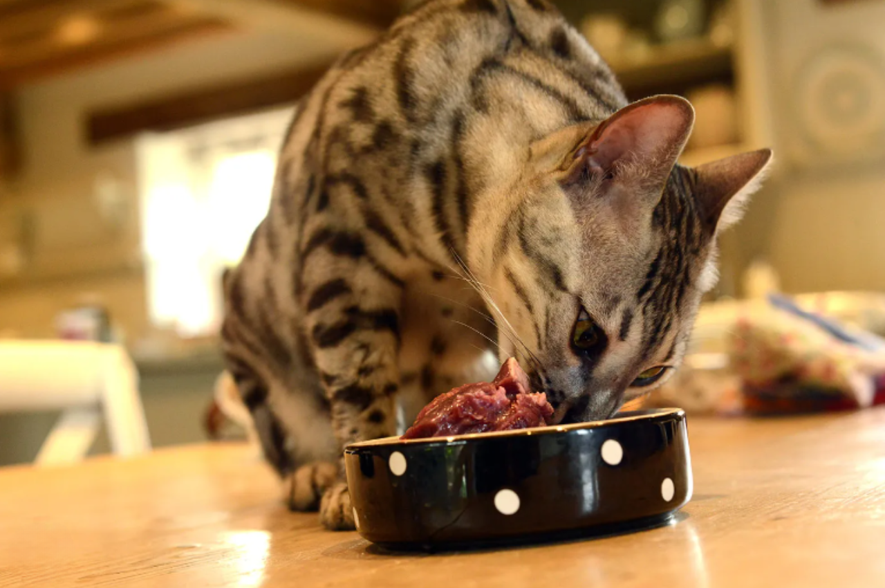 Best organ meat for cats