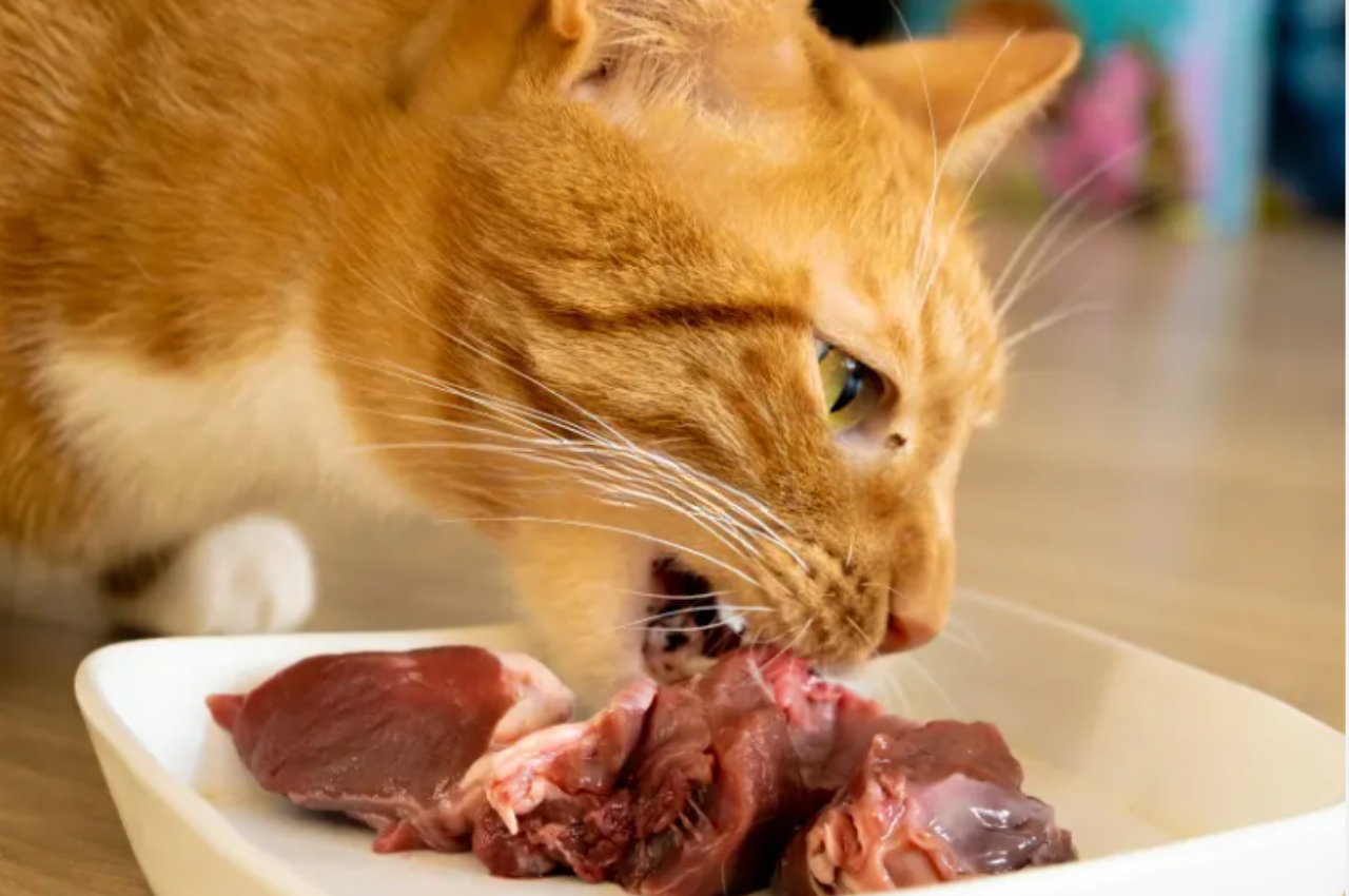 Which part of beef is good for cats?