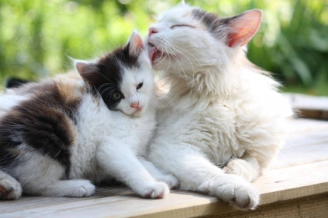 How long do cats remember their mom?