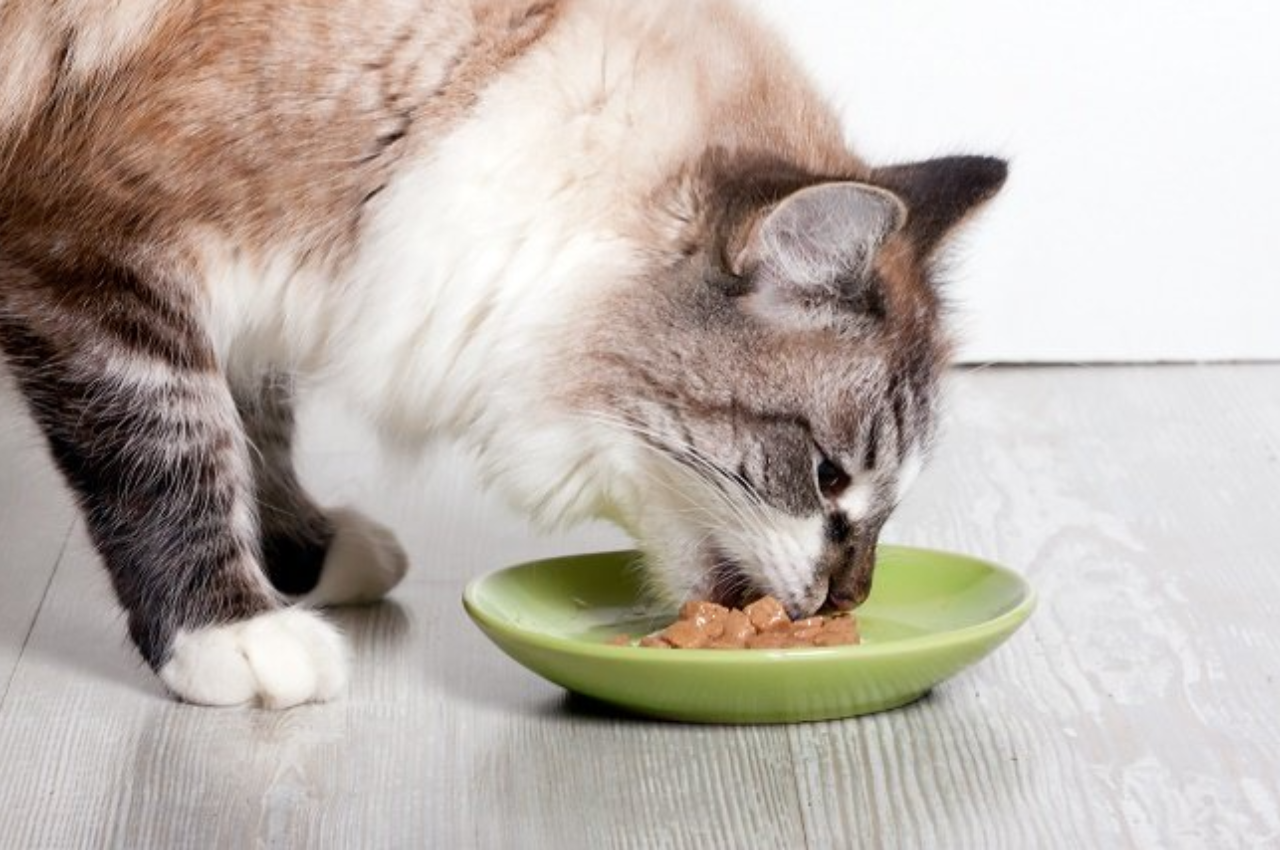 How to cook liver for cats