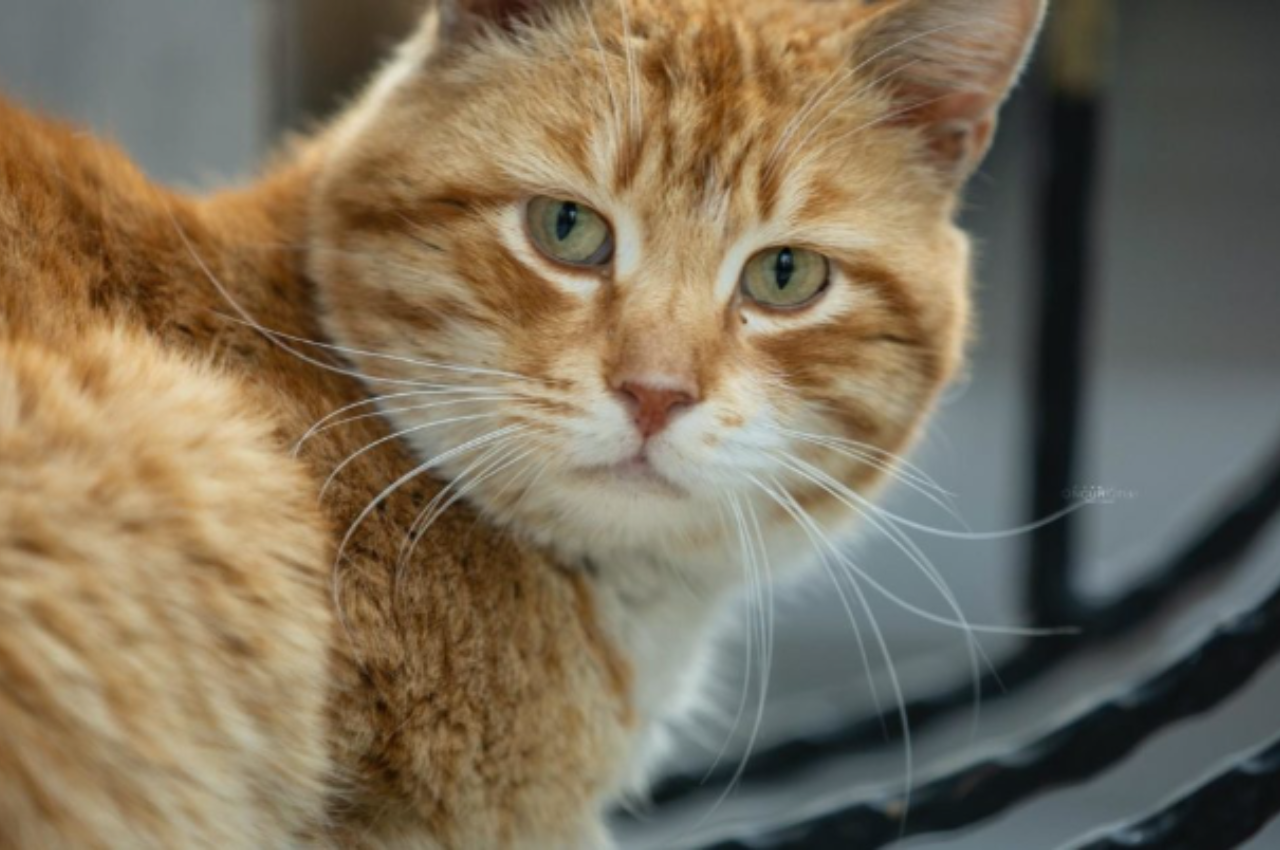 How do I keep my cats liver healthy?