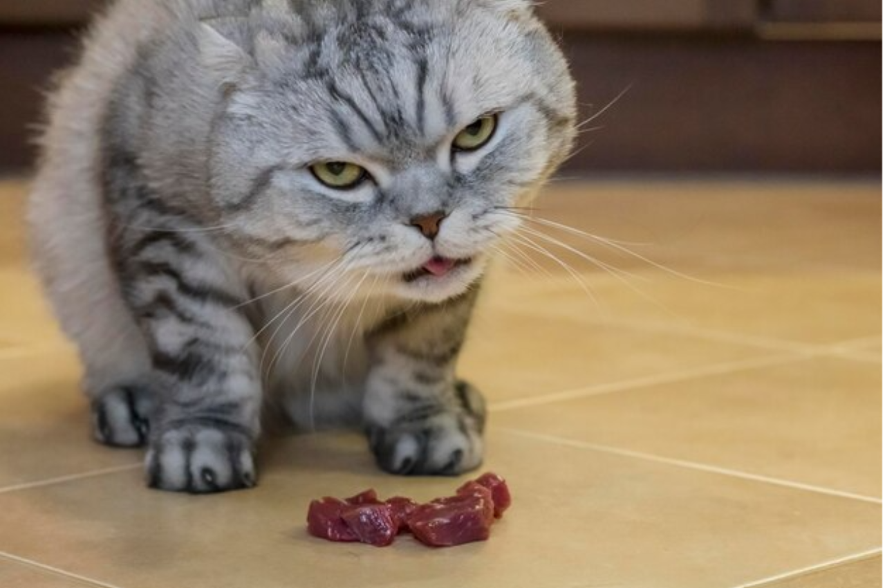Is raw cow liver good for cats?