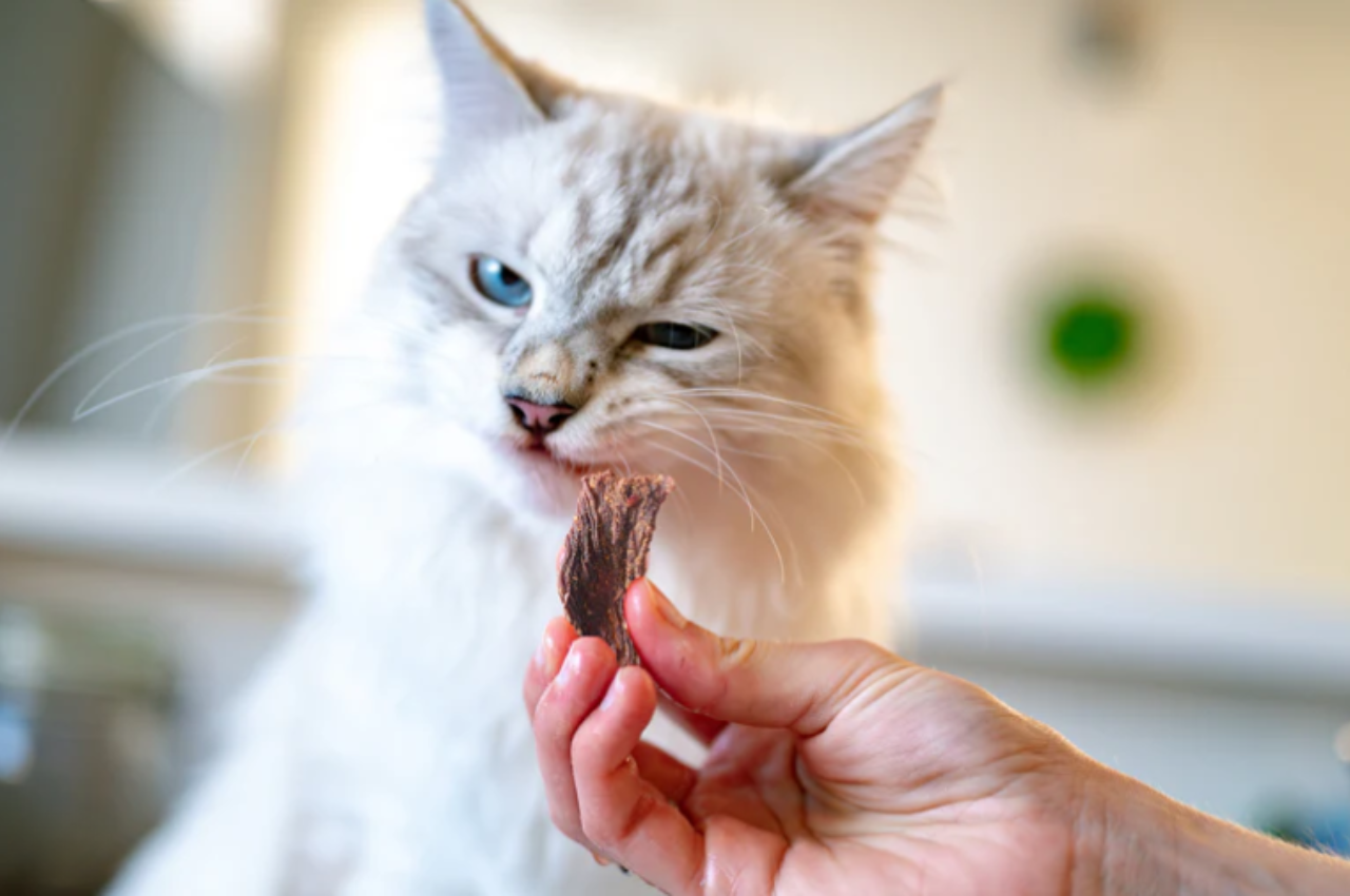 Why can't cats eat beef?
