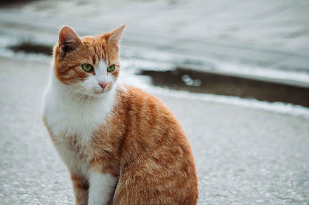 cats lifespan