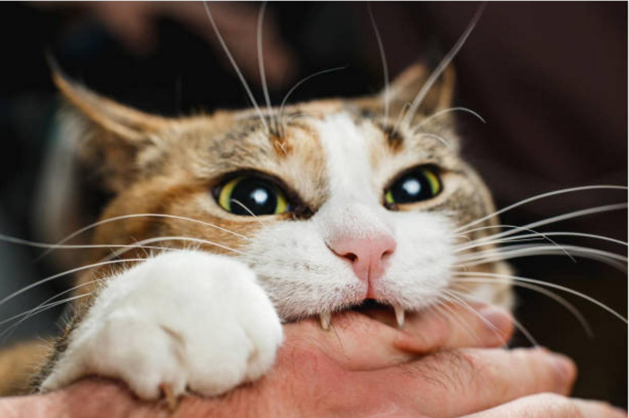 why does my cat bite me