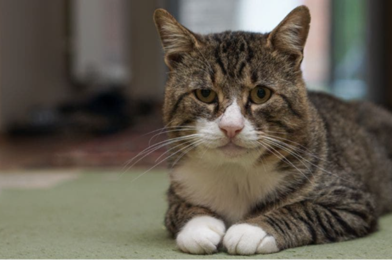 how old is my cat