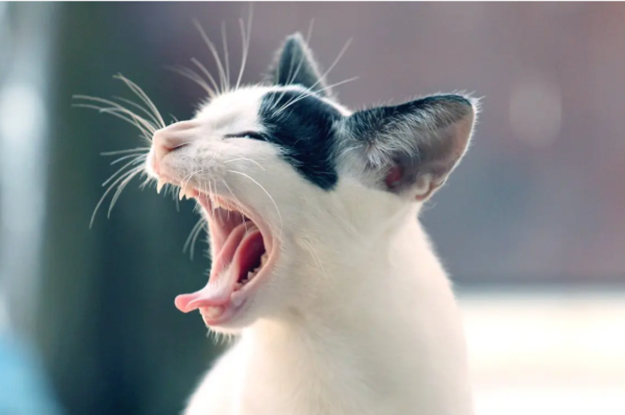 why is my cat sneezing