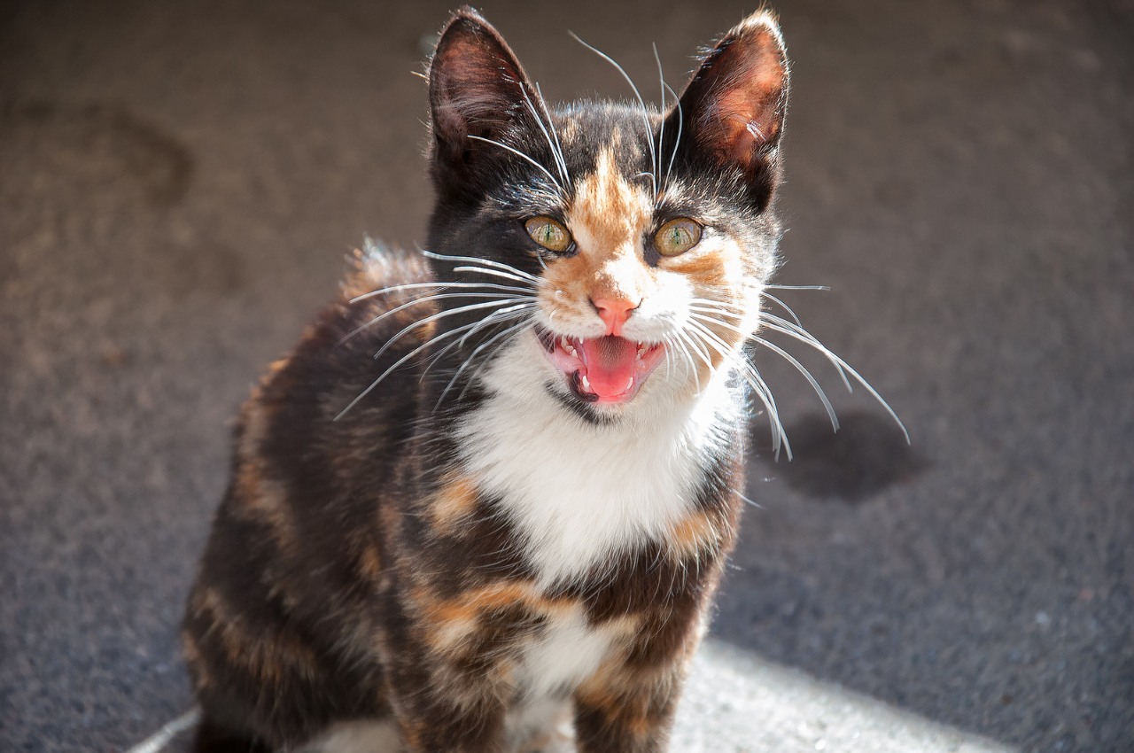 why is my cat meowing so much