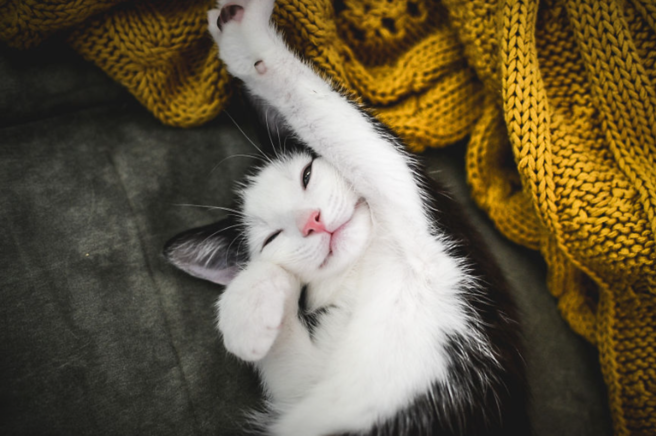Do cats cry from joy?