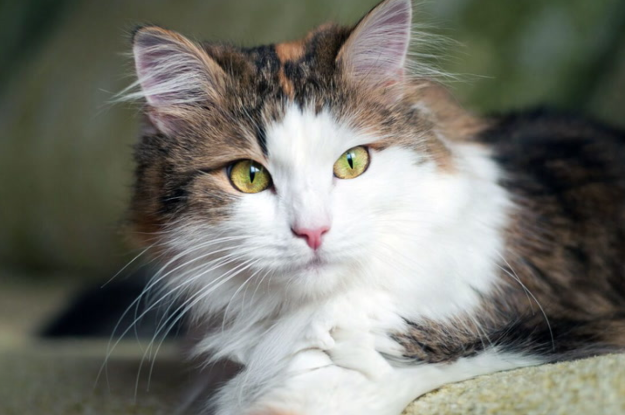 what breed is my cat