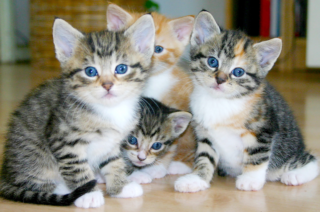 how to tell if a cat is a boy or a girl