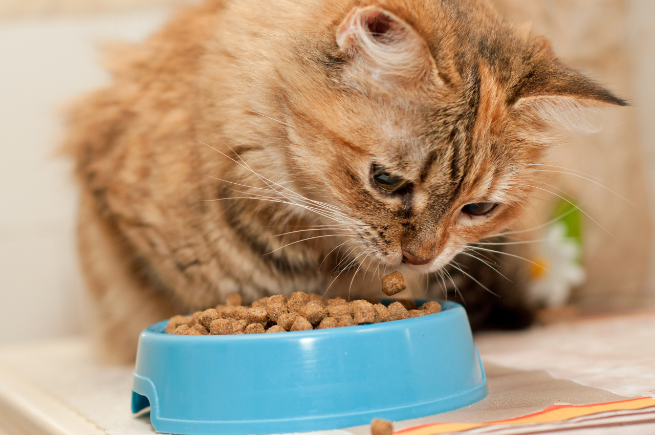 how much to feed a cat