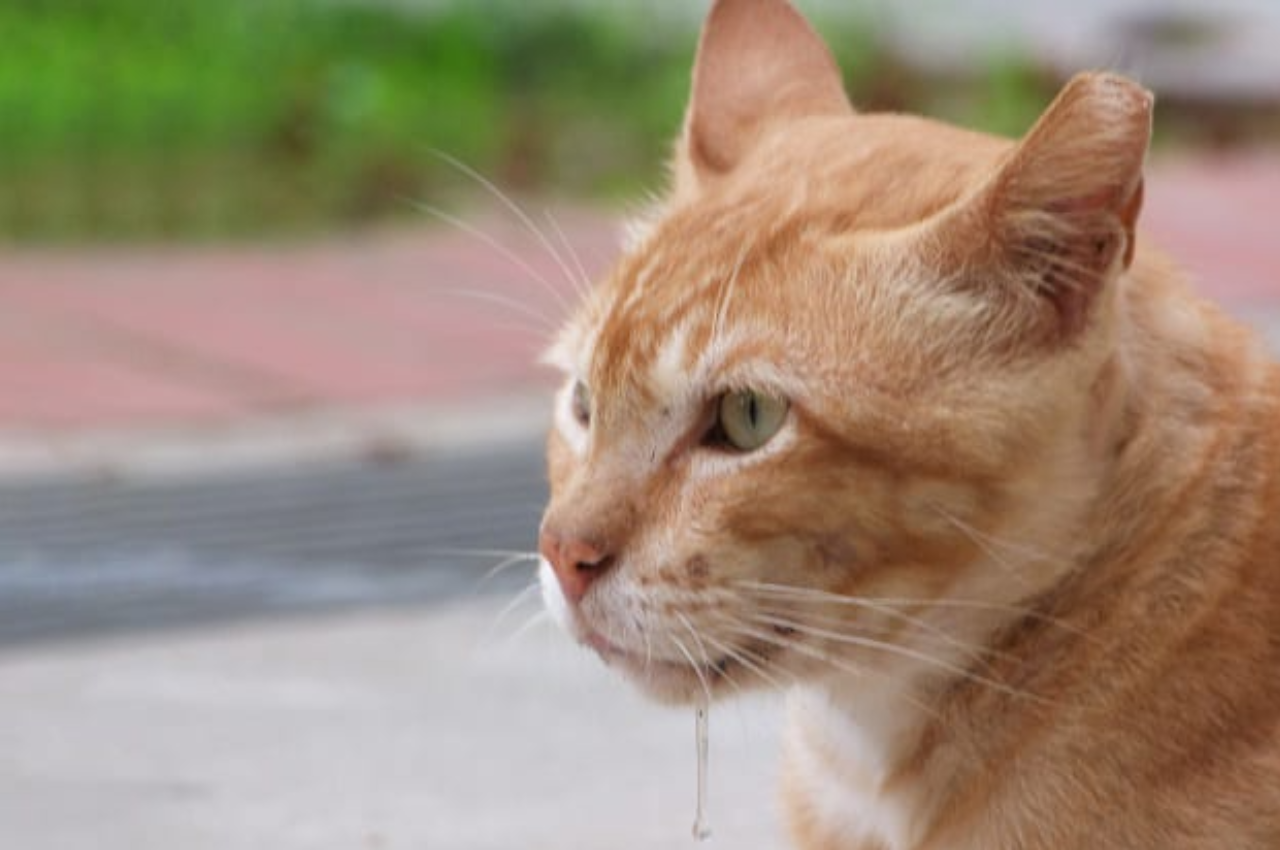 why is my cat drooling