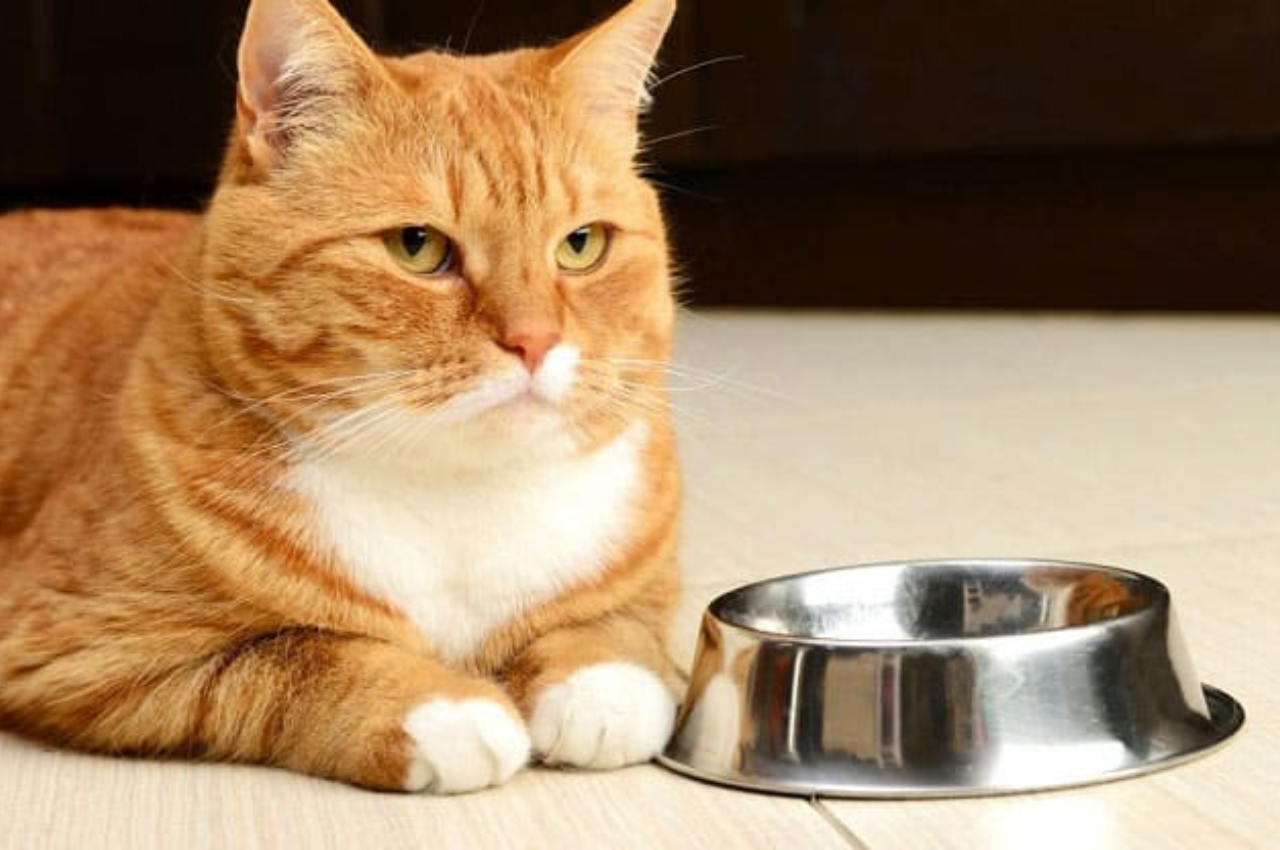 how long can a cat go without eating