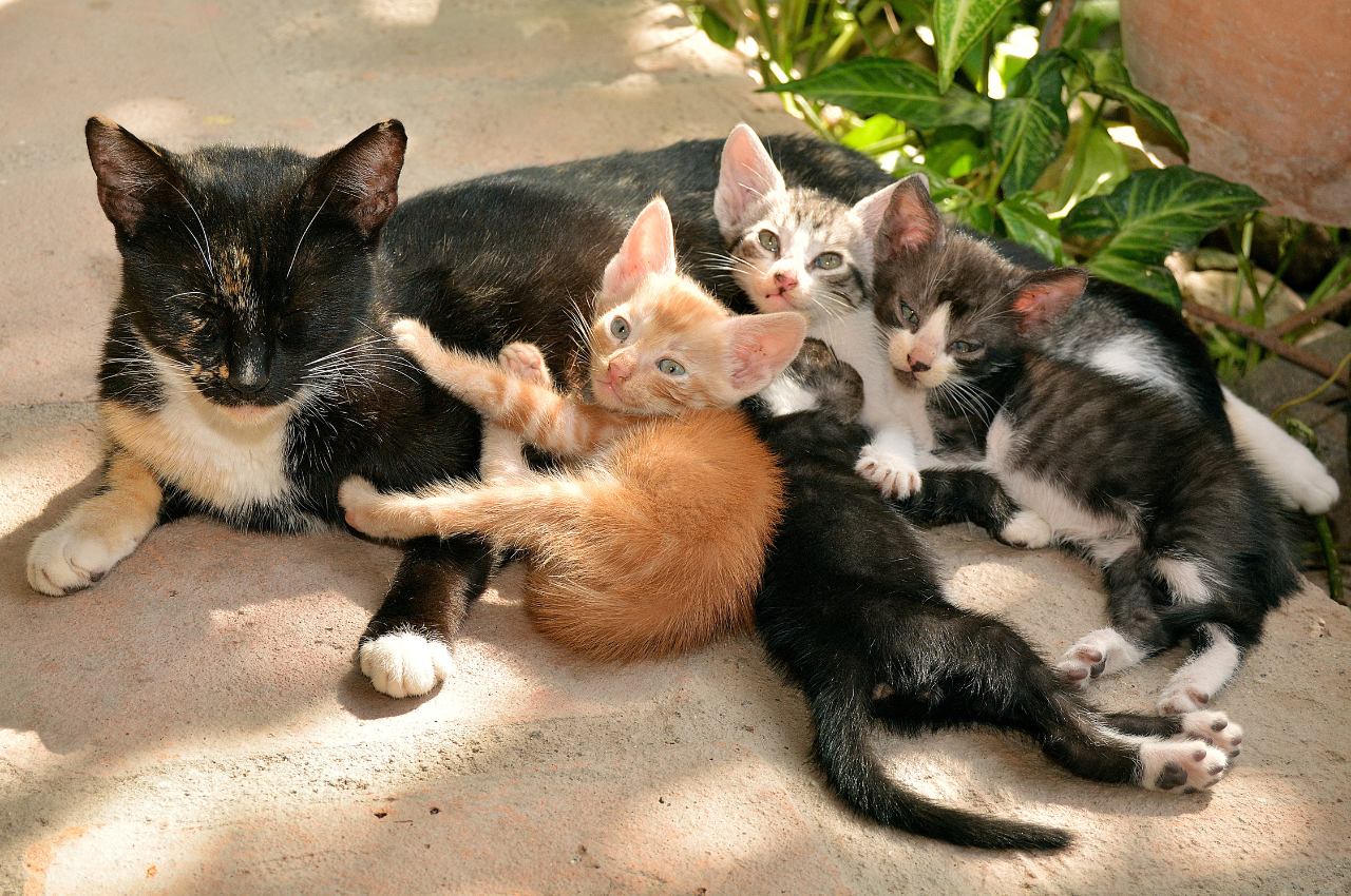 how many kittens can a cat have